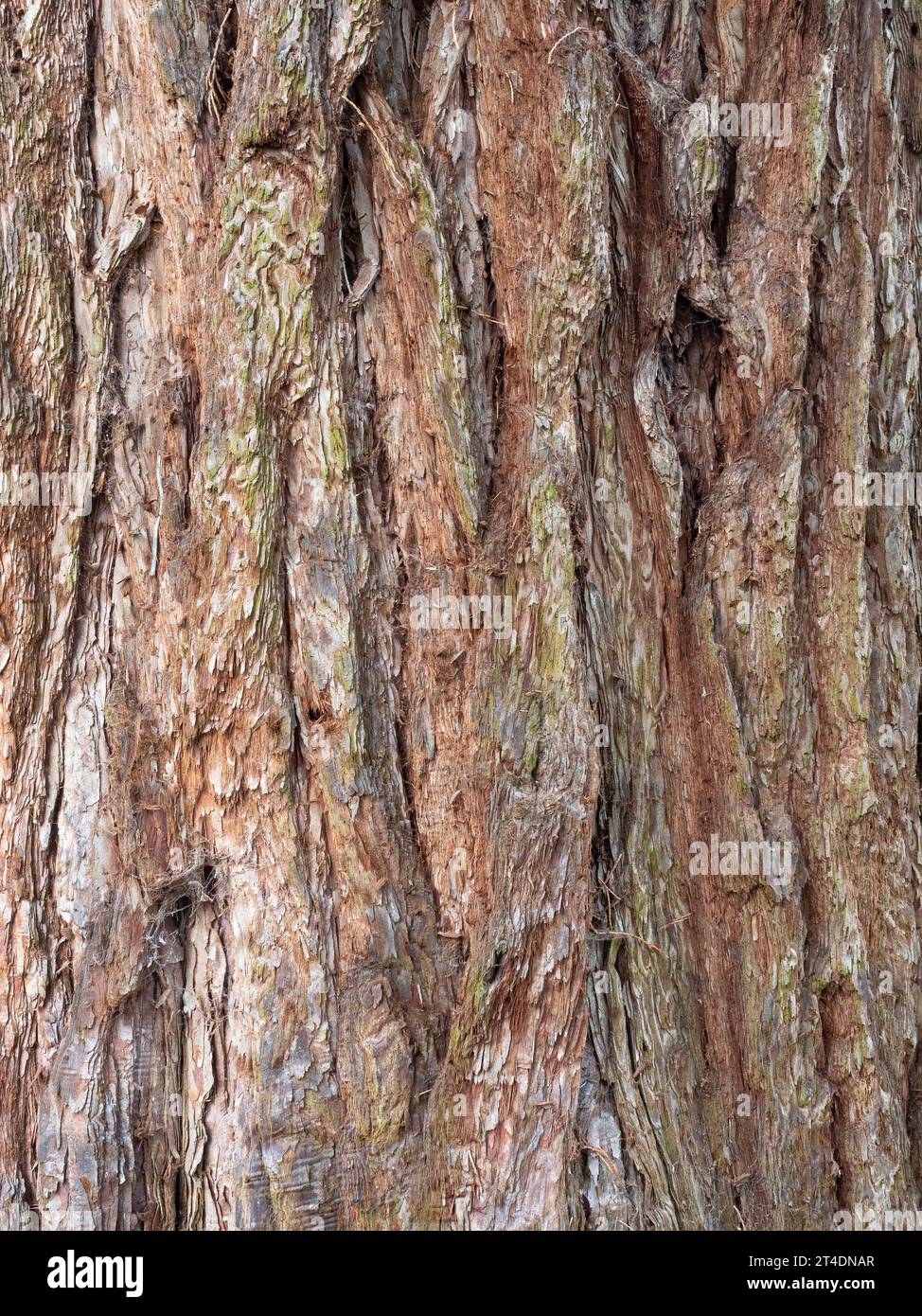 Eine Nahaufnahme der braunen Rinde von Sequoiadendron giganteum, dem Riesenmammutbaum. Stockfoto