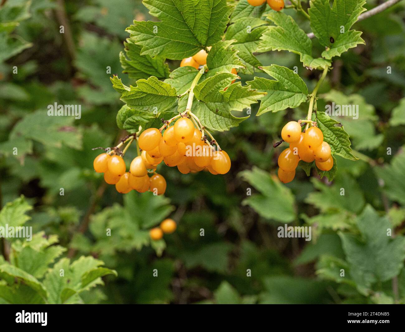 Die hellgelben Beeren und das tiefgrüne Laub der Gelderrose Viburnum opulus „Xanthocarpum“ Stockfoto