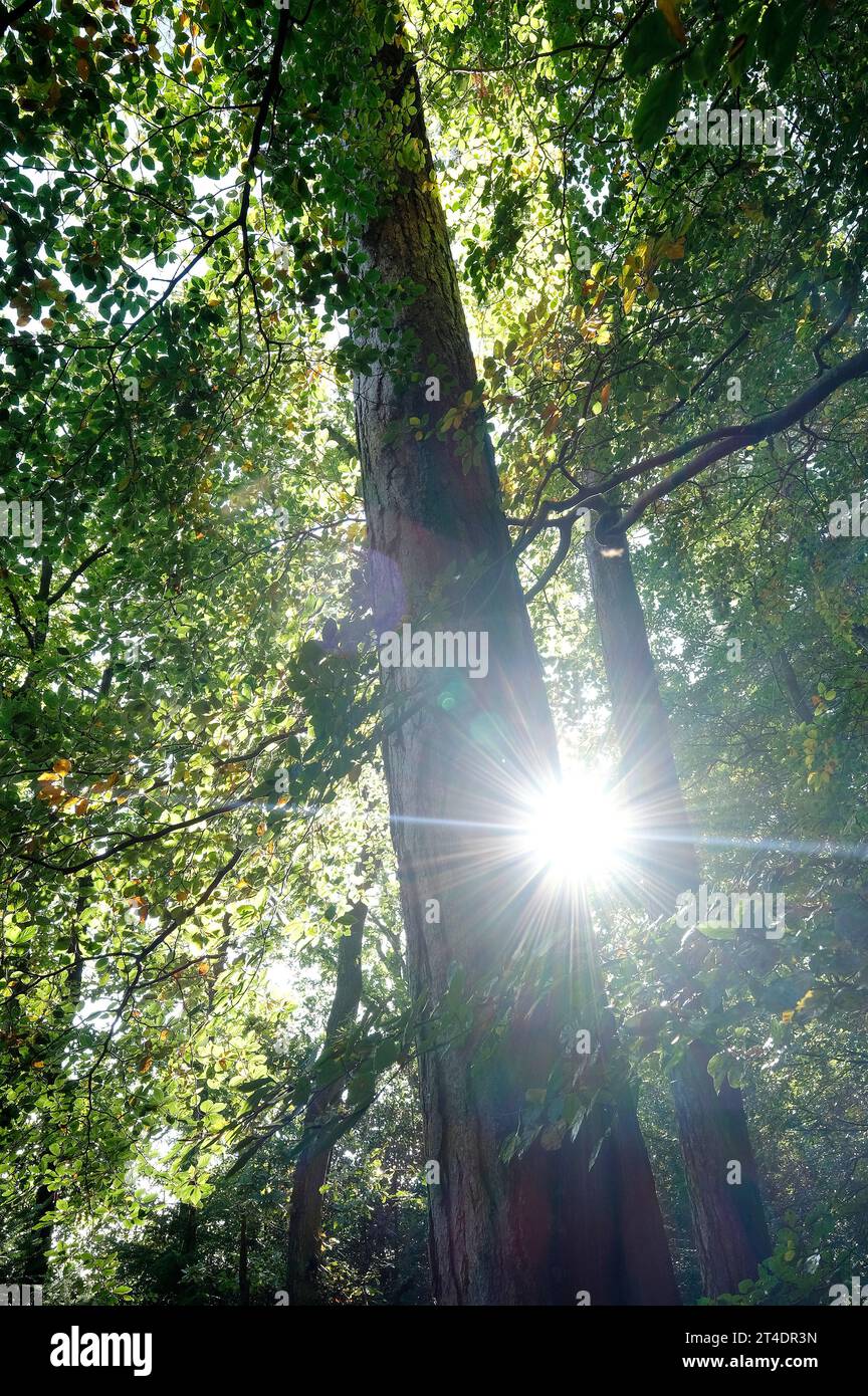 sonnenschein durch Bäume in Waldlandschaft, norfolk, england Stockfoto