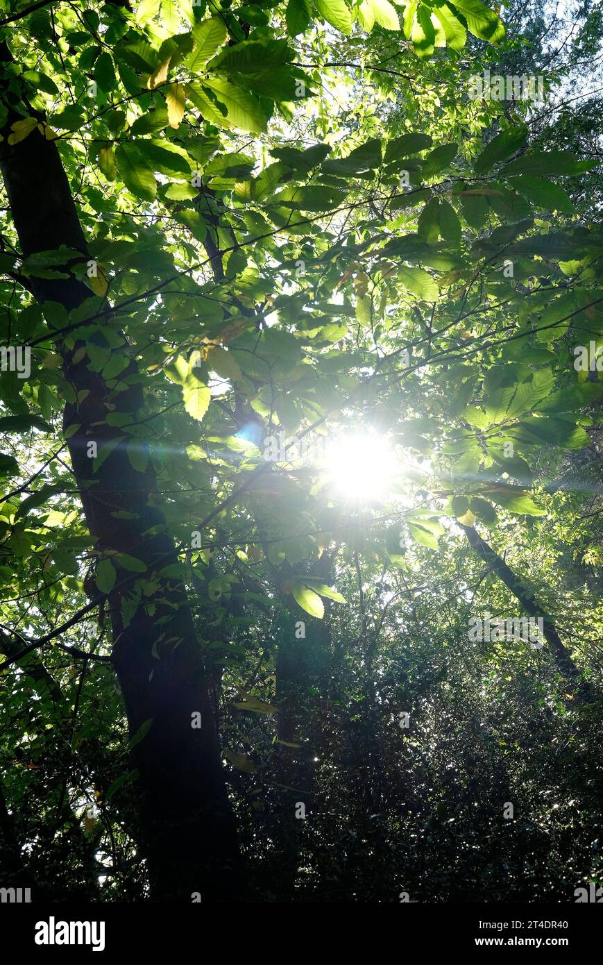 sonnenschein durch Bäume in Waldlandschaft, norfolk, england Stockfoto