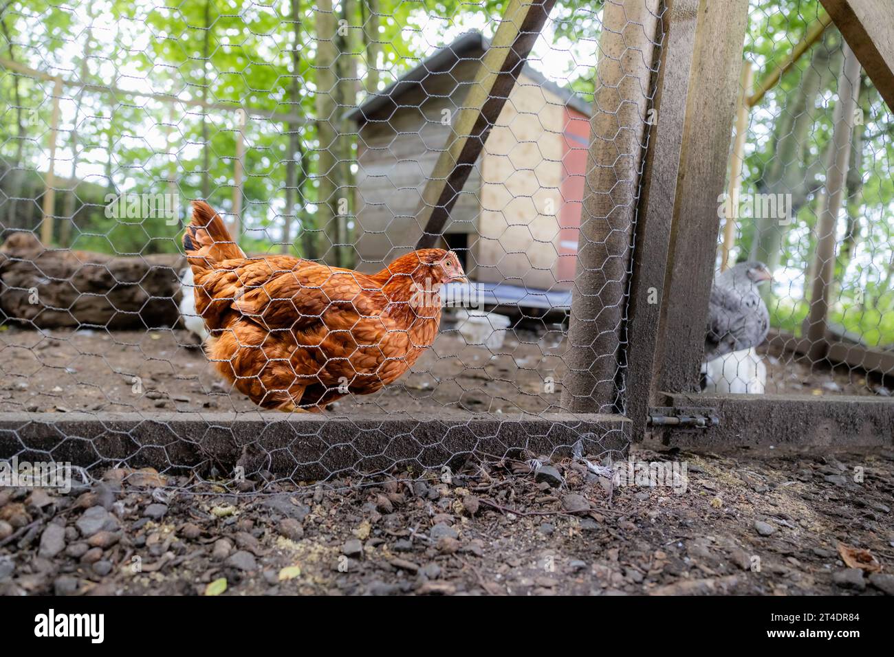 Braunes Freilandhuhn hinter einem Drahtgehege im Wald, mit einem Hühnerstall im Hintergrund Stockfoto