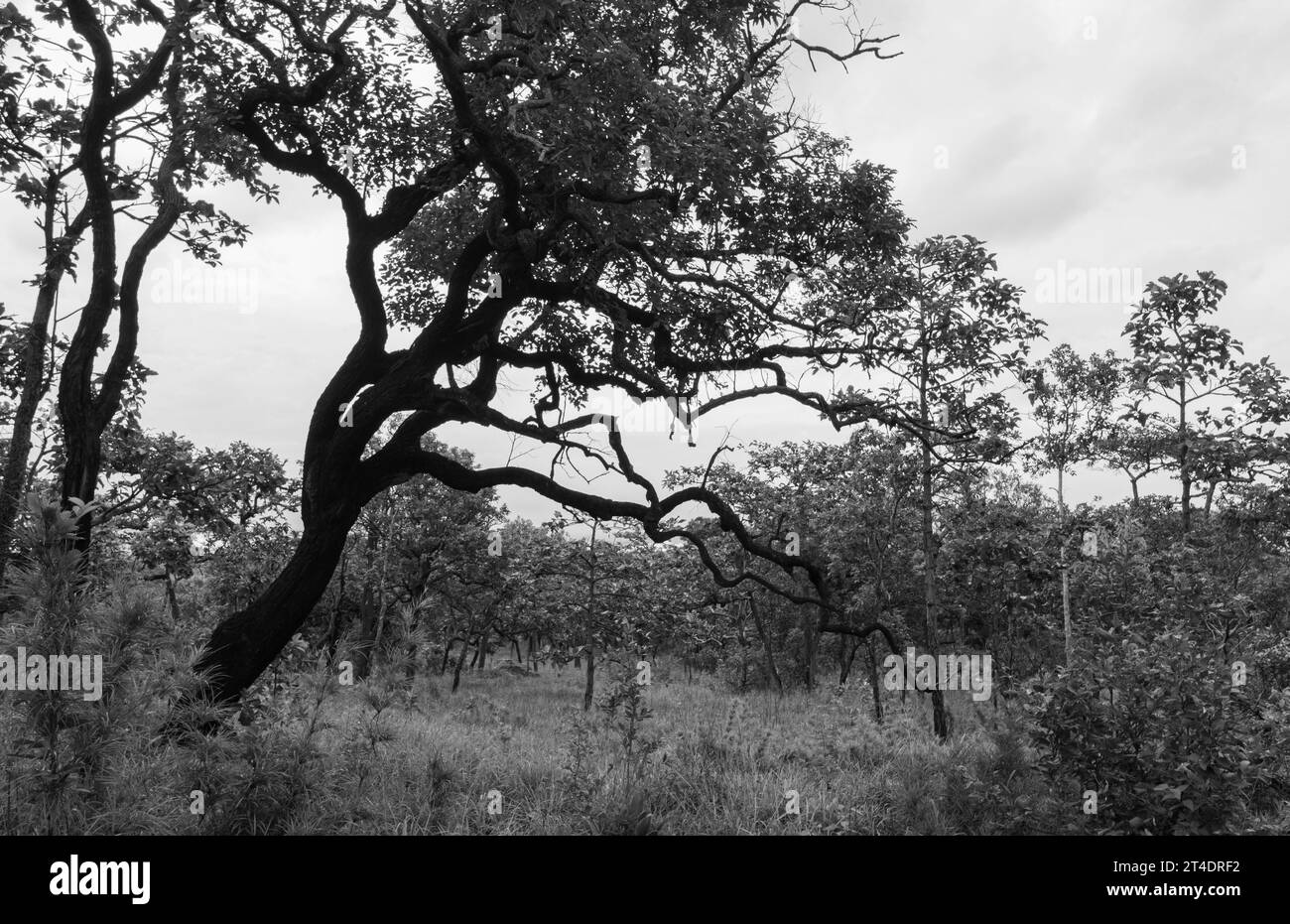 Monochromatisches Bild eines bewölkten, tropischen Regenwaldes mit Himmel. Benachbarte Bäume und Gras in einem monochromatischen Wald. Stockfoto