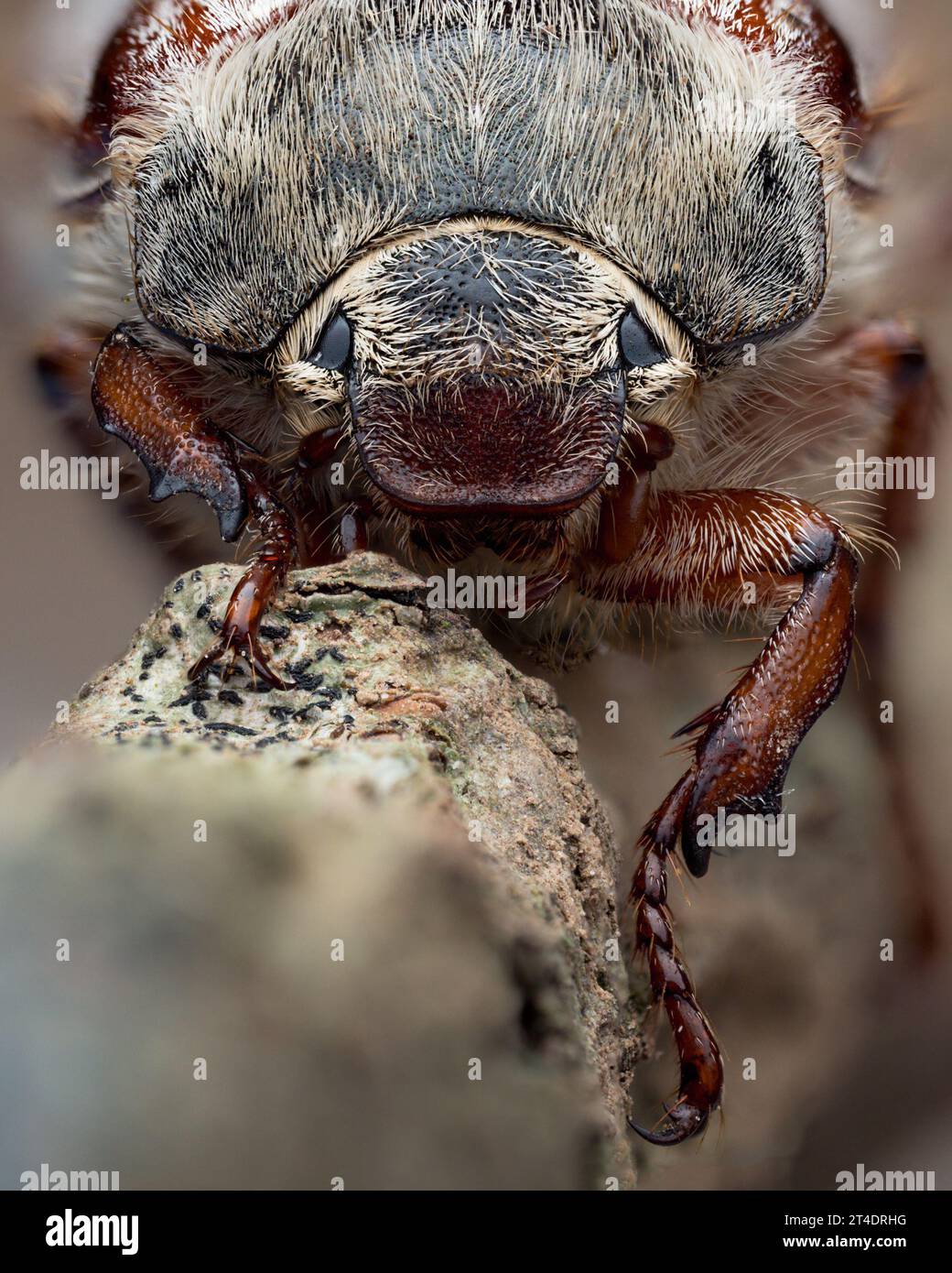 Frontalansicht eines Cockchafers (Melolontha melolontha). Tipperary, Irland Stockfoto