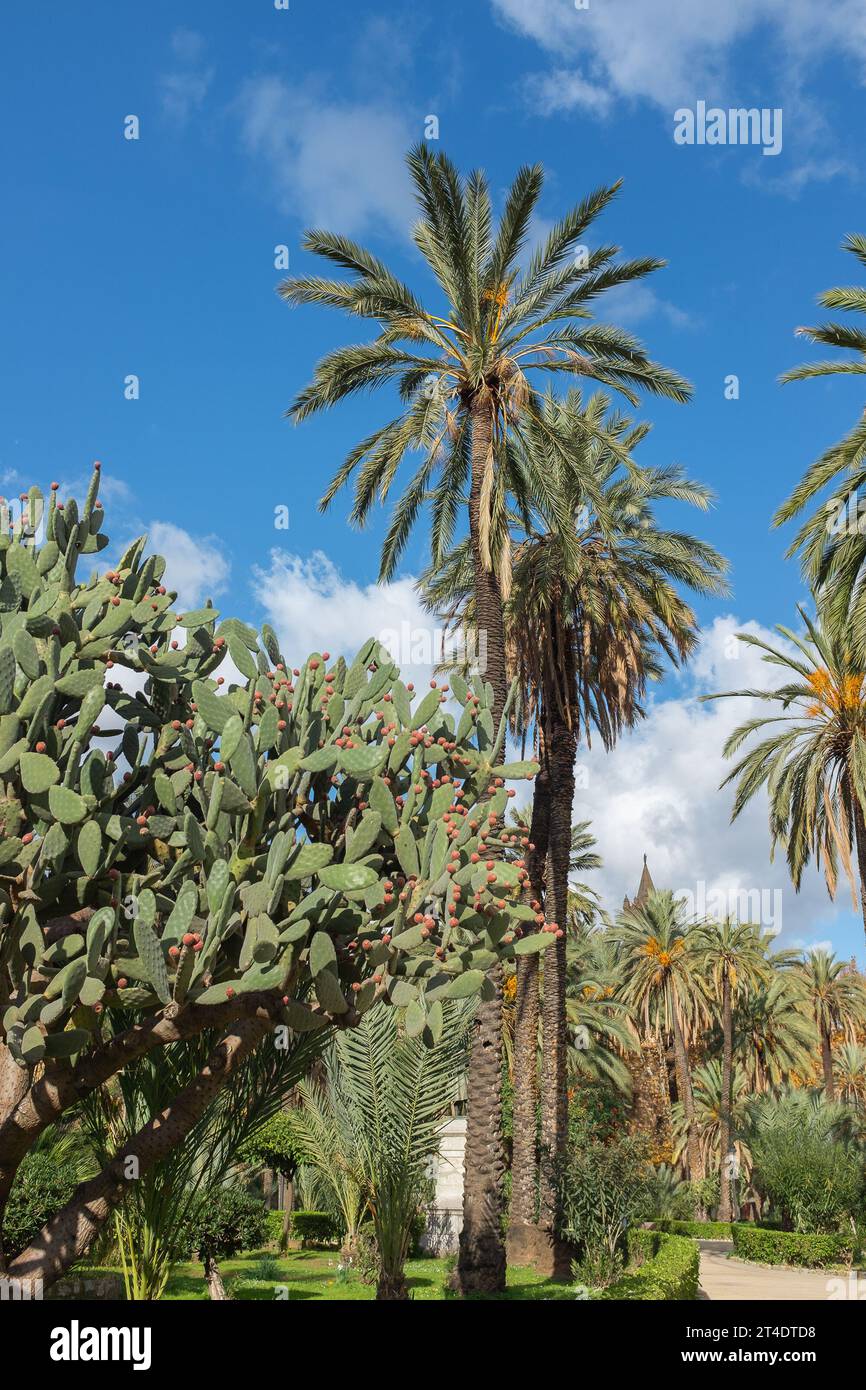 Palermo, Sizilien, 2016. Ein riesiger Kaktuskaktus (Opuntia Ficus-indica) im Garten der Dattelpalme (Phoenix dactylifera) der Villa Bonanno (vertikal) Stockfoto
