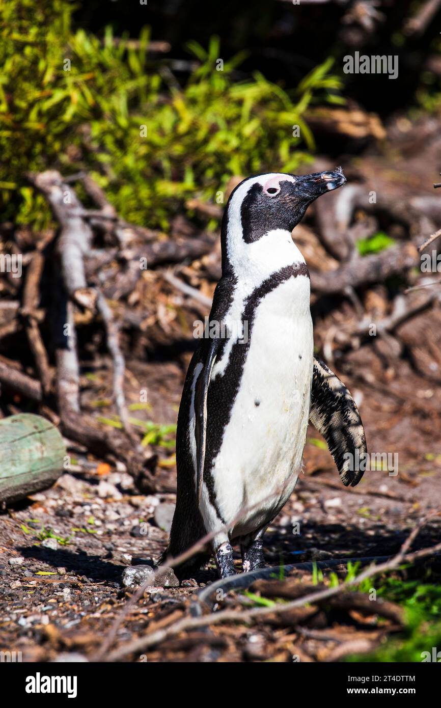Einzelner Pinguin zwischen den Büschen Stockfoto
