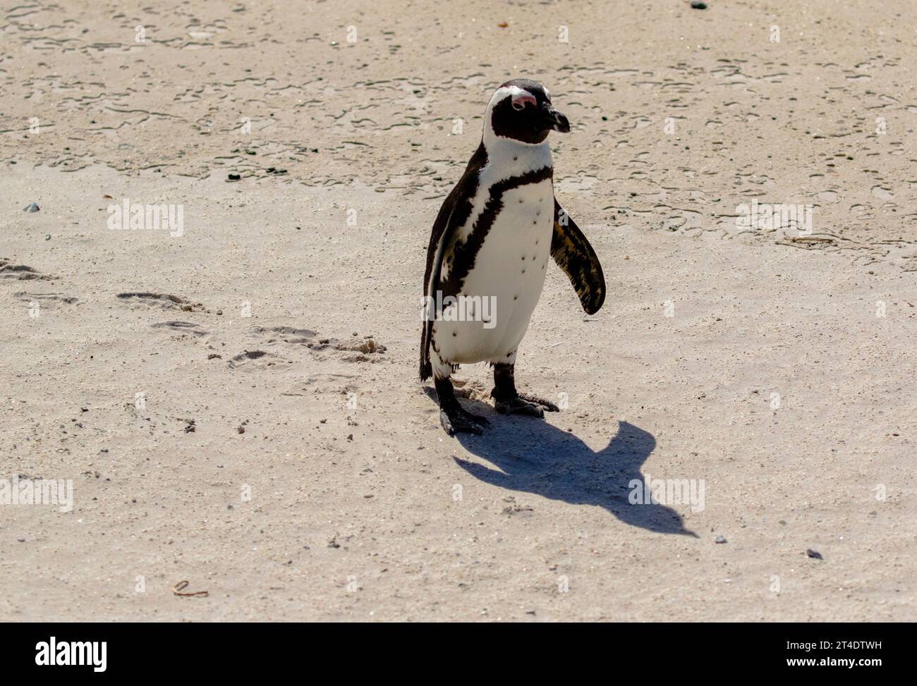 Einsamer pinguin, der in Richtung Wasser läuft Stockfoto