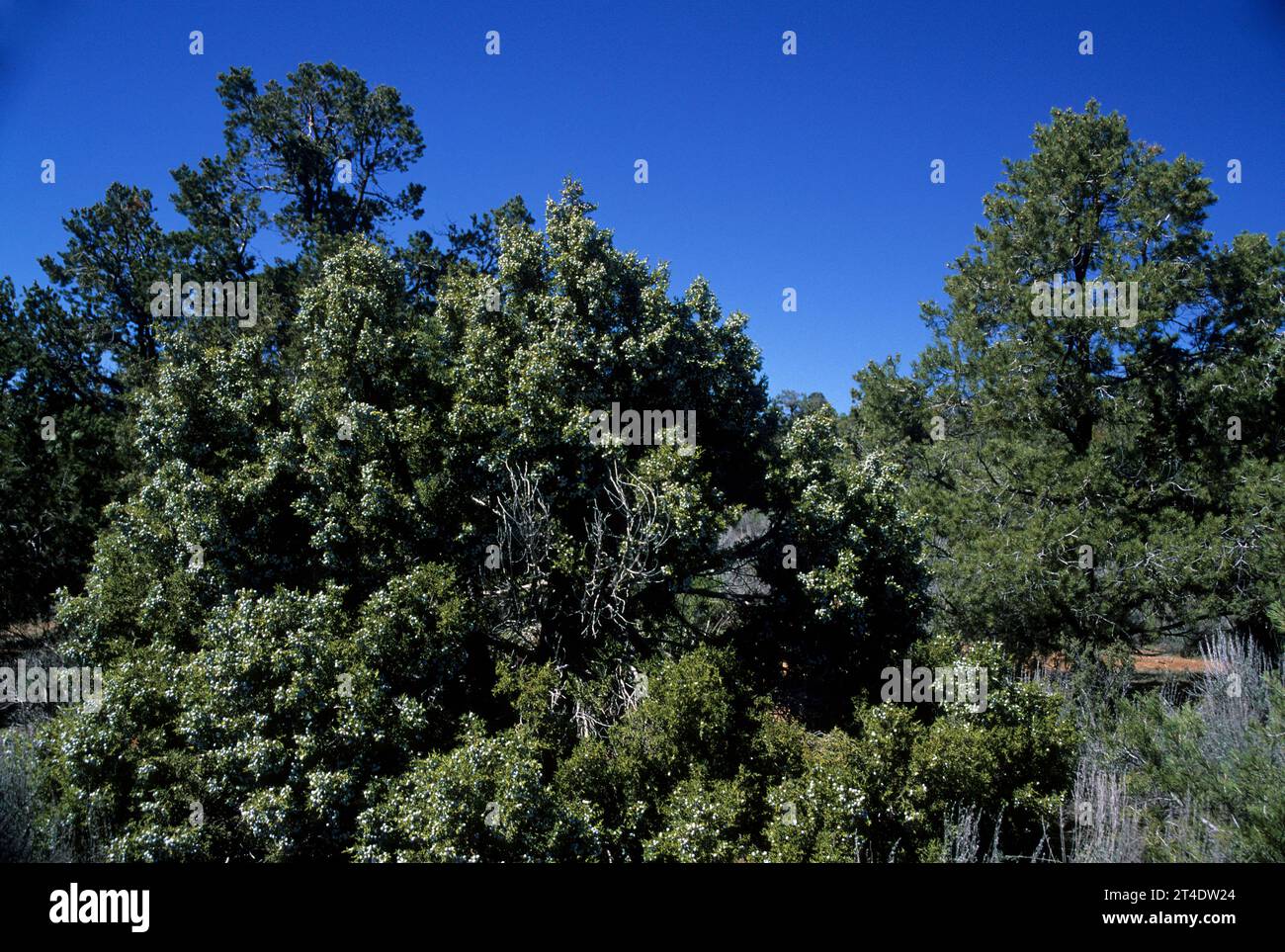 Pinyon-Kiefer-wacholderwald in Mid-Hills, Mojave National Preserve, Kalifornien Stockfoto