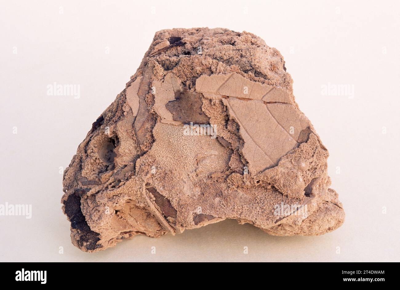 Tuffstein ist ein Sedimentgestein, eine Vielzahl von porösem Kalkstein, der durch Kalziumkarbonat-Niederschlag in Süßgewässern (Seen oder Flüssen) gebildet wird. Stockfoto