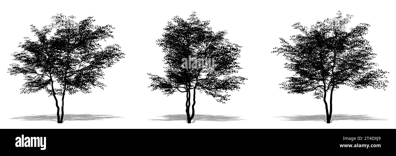 Set oder Sammlung blühender Dogwood Trees als schwarze Silhouette auf weißem Hintergrund. Konzept oder konzeptionelle 3D-Illustration für Natur, Planet, Öko Stockfoto