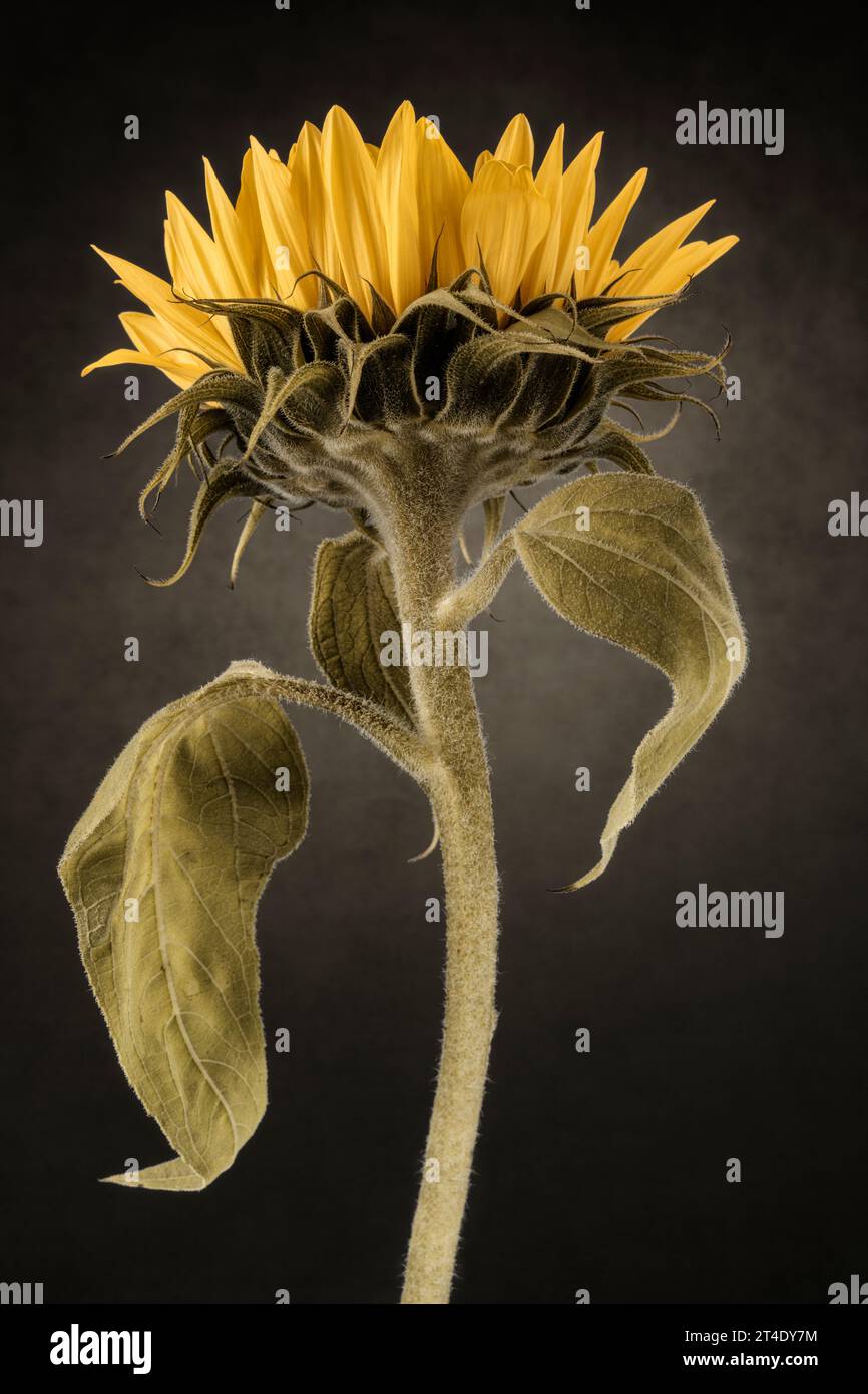 Einzelne große Sonnenblume künstlerisches Stillleben Stockfoto