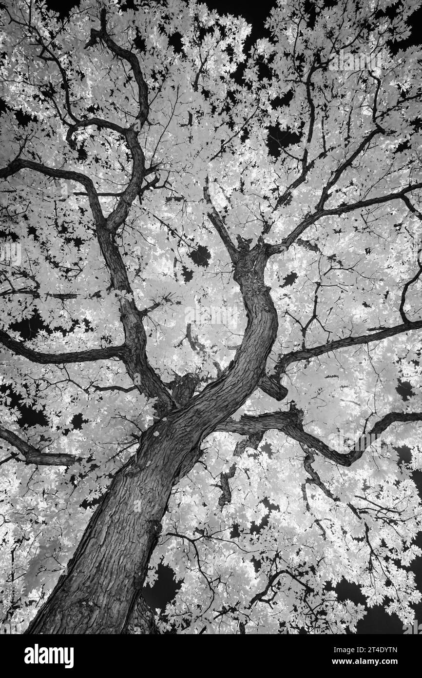 IR-Baumansicht V – Schwarzweiß-Infrarotbild einer Nahansicht von Ästen und Blättern eines Baumstamms. Stockfoto