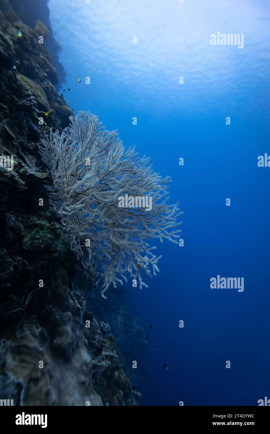 Riesige bunte Gorgonien-Fächerkorallen breiten sich breit aus und ernähren sich von Plankton, das an Strömungen über einem tropischen Korallenriff vorbeiströmt Stockfoto