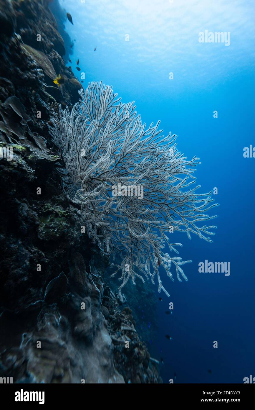 Acropora florida, mit weißen Polypen, ernährt sich von Plankton, das an Strömungen über einem tropischen Korallenriff vorbeiströmt Stockfoto