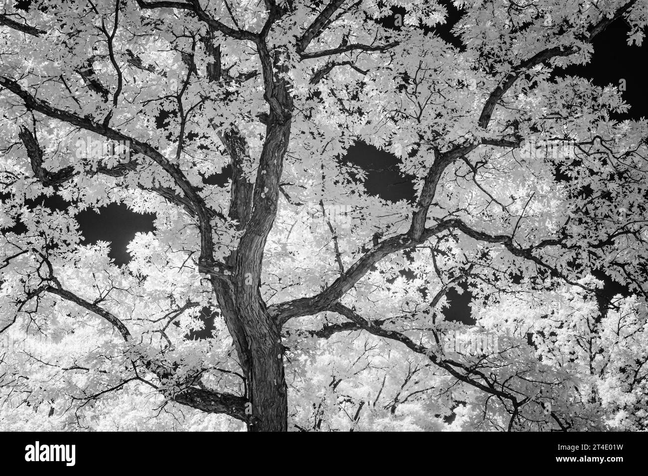 IR-Baumansicht H – Schwarzweiß-Infrarotbild einer Nahansicht von Ästen und Blättern eines Baumstamms. Weitere Bilder finden Sie unter www.susan Stockfoto