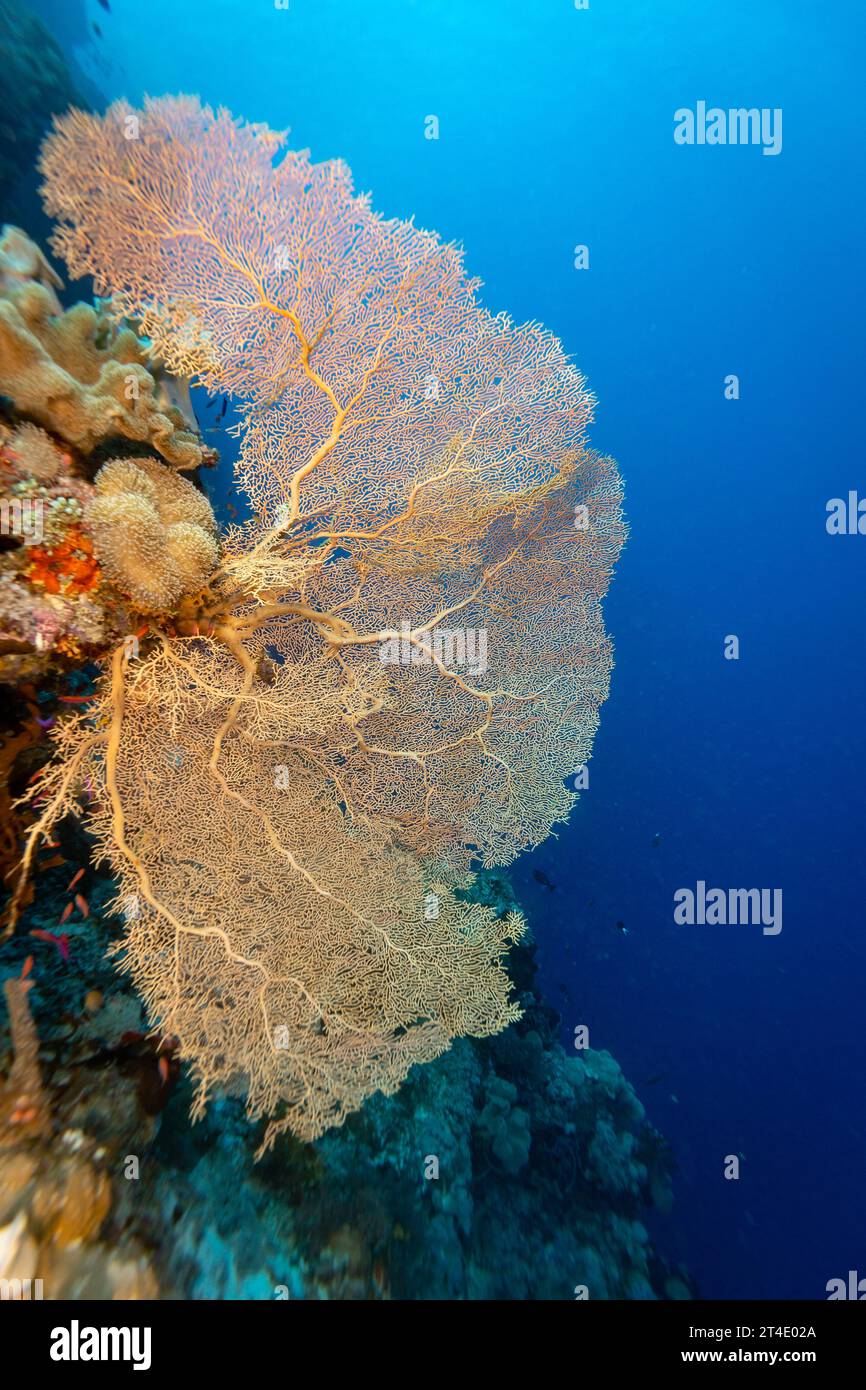 Riesige bunte Gorgonien-Fächerkorallen breiten sich breit aus und ernähren sich von Plankton, das an Strömungen über einem tropischen Korallenriff vorbeiströmt Stockfoto