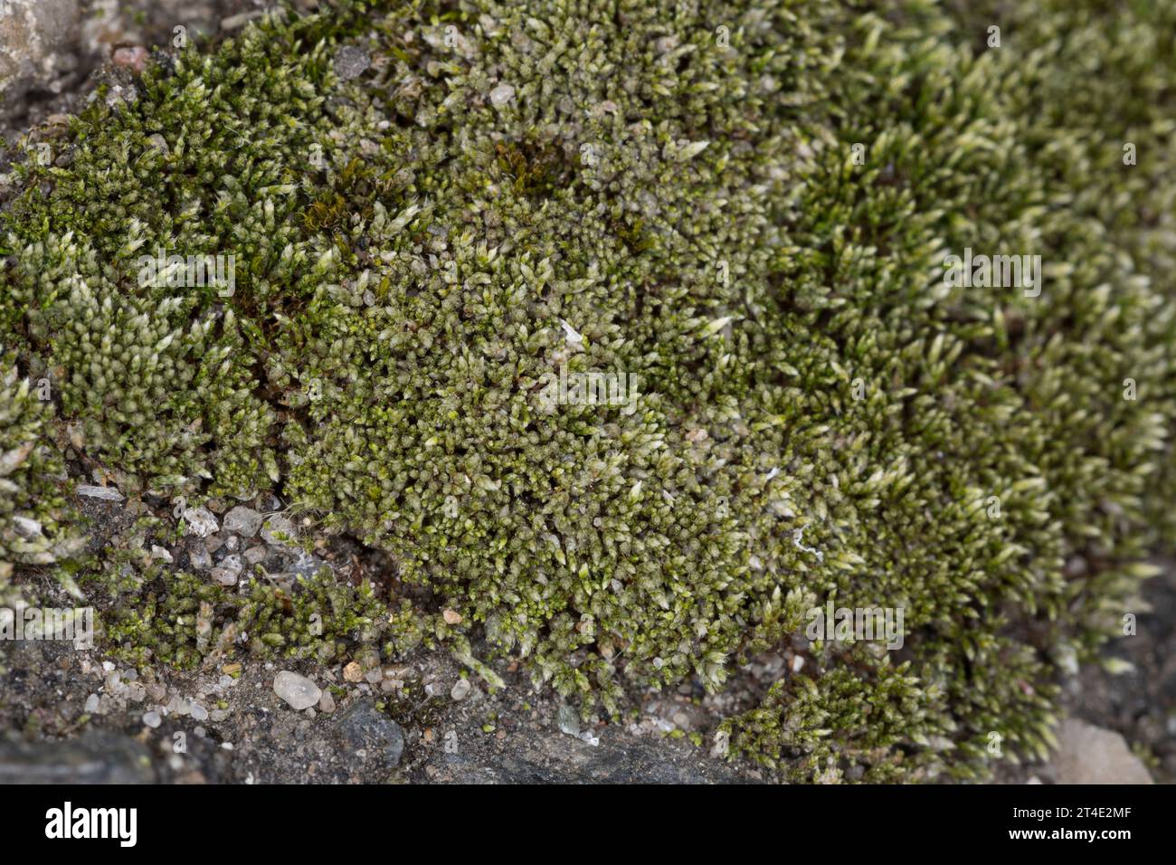 Silbermoos, Silber-Birnmoos, in den Fugen, Ritzen zwischen Betonplatten, Bryum argenteum, silbergrünes Bryum-Moos, silbernes Fadenmoos, le Bryum d'AR Stockfoto