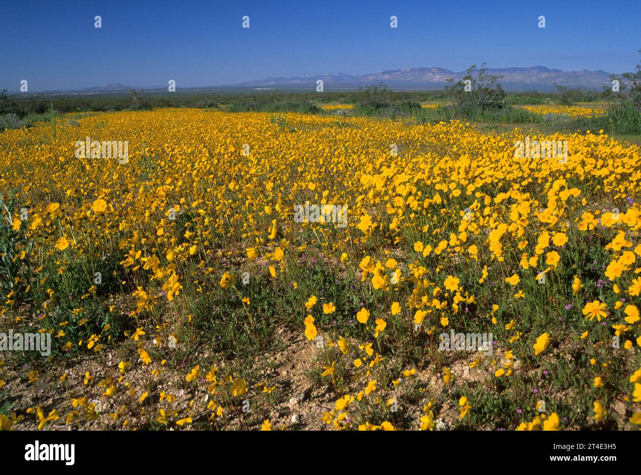 Sonnenblumen, Desert Tortoise Natural Area, Kalifornien Stockfoto