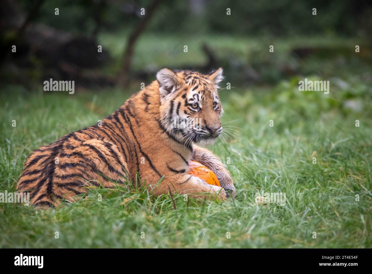 Das Tigerjunge schützt seinen Kürbis BANHAM ZOO, NORFOLK, ENGLAND BEZAUBERNDE BILDER eines fünf Monate alten Tigerjungen, das mit Kürbissen spielt, wurden gefangen Stockfoto