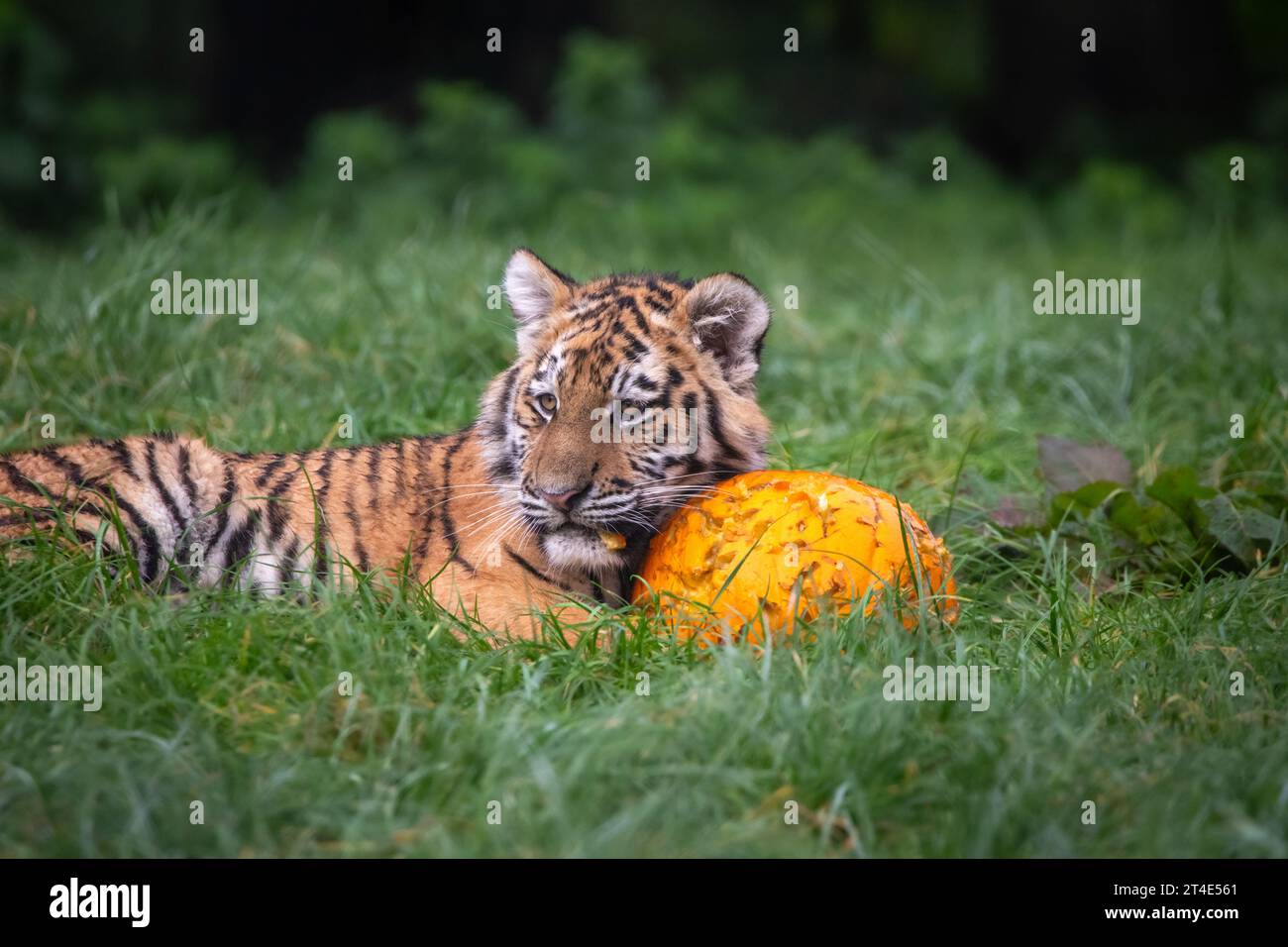 Die kleinen Tigerjungen haben Stücke aus dem Kürbis BANHAM ZOO, NORFOLK, ENGLAND, entnommen. BEZAUBERNDE BILDER eines fünf Monate alten Tigerjungen, das mit ihm spielt Stockfoto