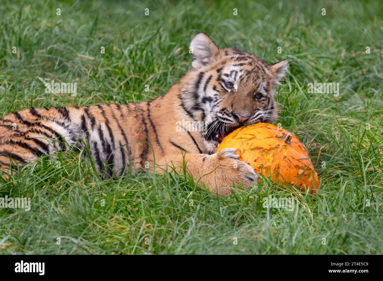 Das Tigerjunge versucht, seine Zähne in einen Kürbis zu versenken, der fast so groß ist wie er. BANHAM ZOO, NORFOLK, ENGLAND, BEZAUBERNDE BILDER eines fünf Monate alten Tigerjungen Stockfoto