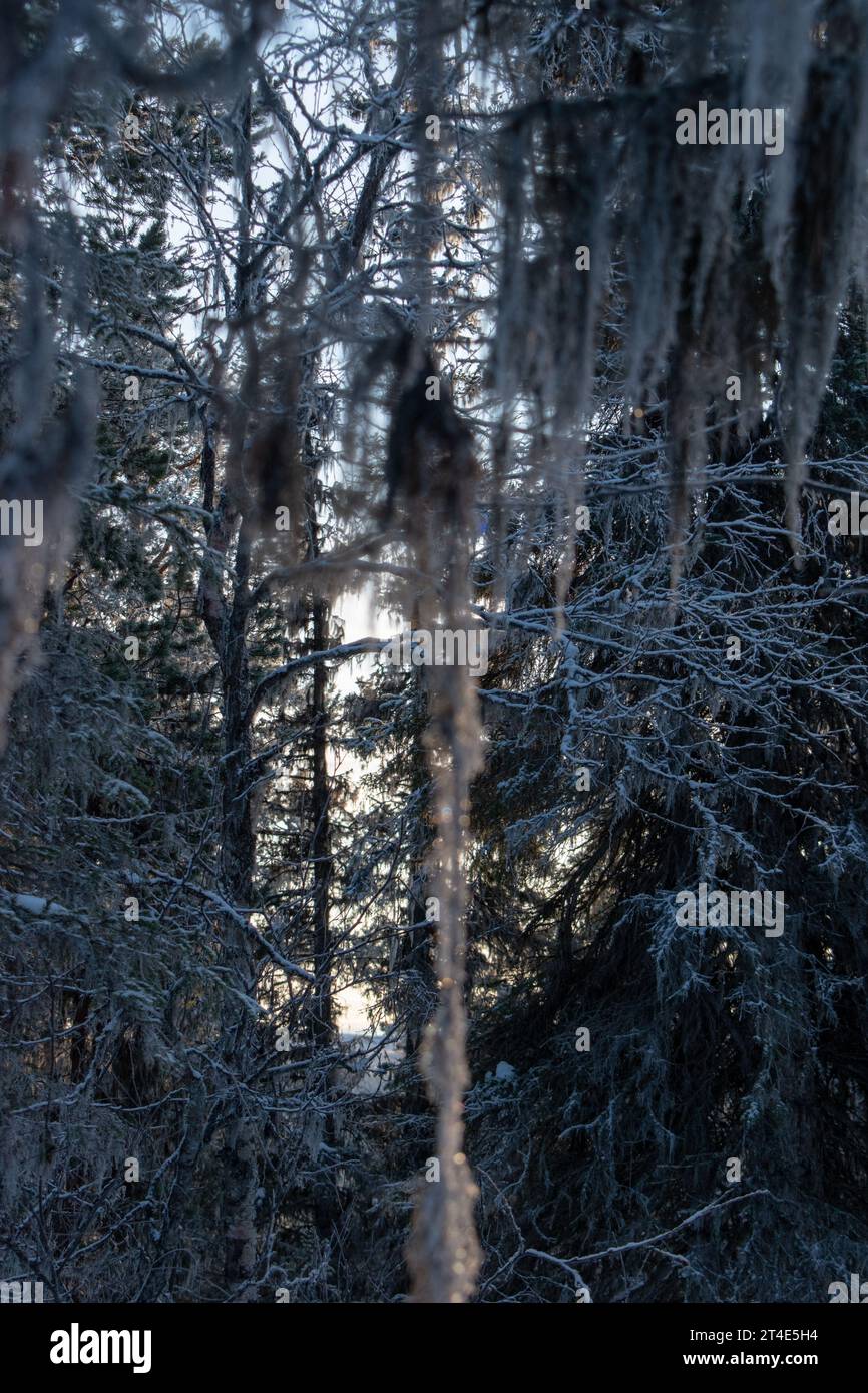 Zauberhafte Winterlandschaft. Schneebedeckte Bäume. Helsinki. Finnland. Fotografiert vor Sonnenuntergang im dezember. Stockfoto