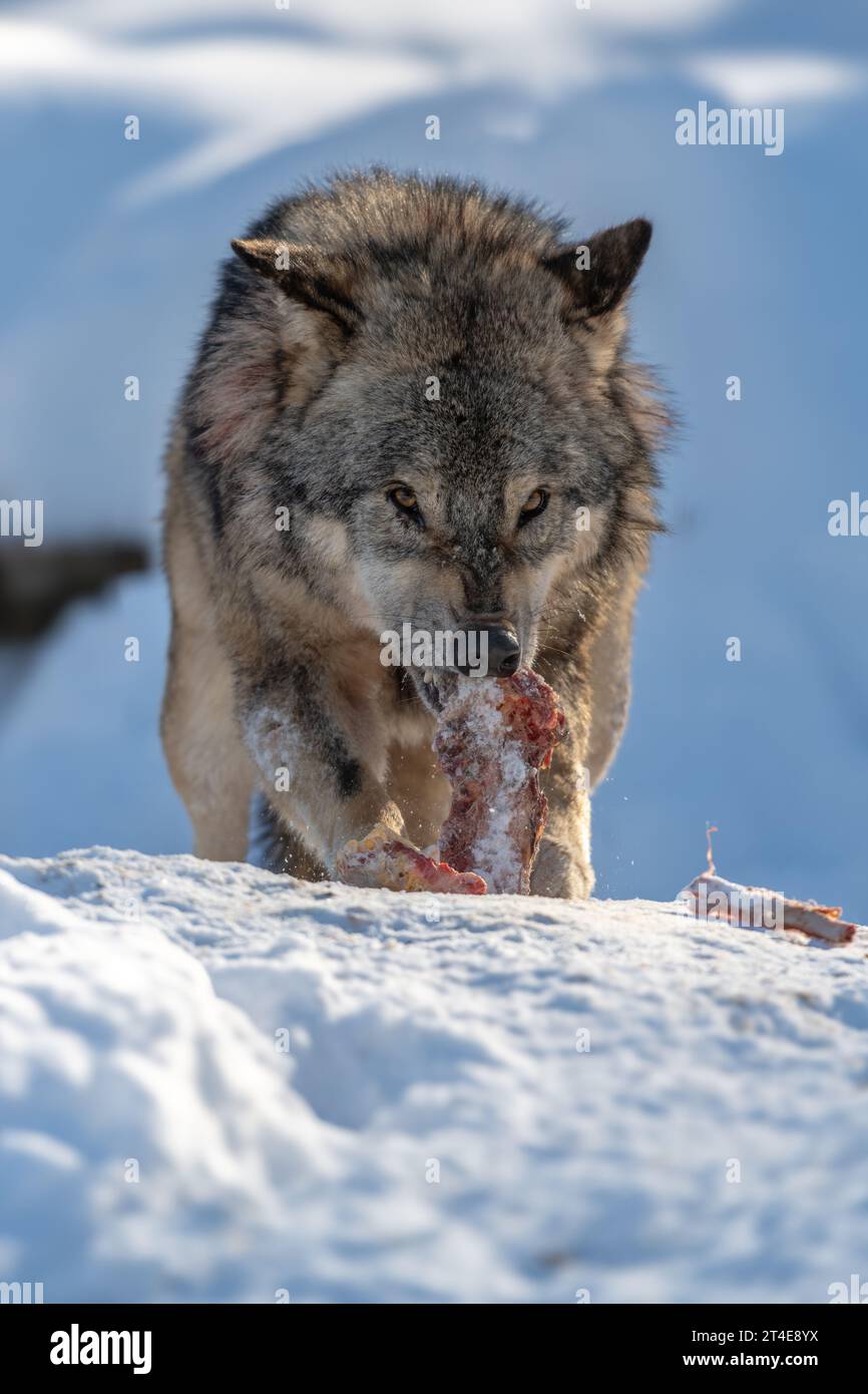 Grauwolf, Canis lupus, essen Fleisch im Winterwald. Wolf in der Natur Lebensraum Stockfoto