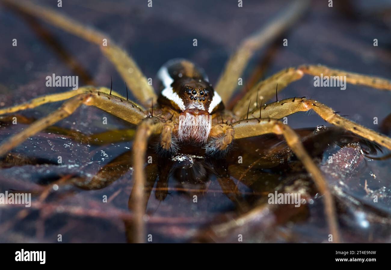 Vorderansicht Einer Floßspinne, Dolomedes fimbriatus, sitzend auf Beute auf der Oberfläche des Wassers, New Forest UK Stockfoto