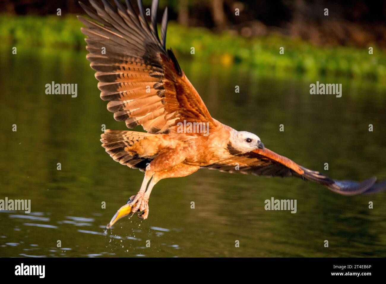 Schwarzkragen-Falke, Busarellus nigricolis, im Flug mit einem Fisch im Pantanal, Mato Grosso, Brasilien Stockfoto