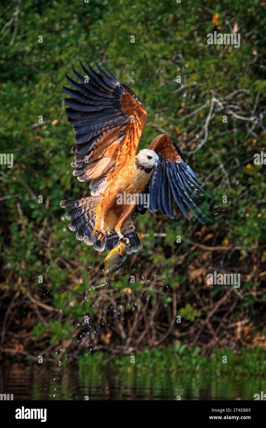 Schwarzkragen-Falke, Busarellus nigricolis, im Flug mit einem Fisch im Pantanal, Mato Grosso, Brasilien Stockfoto