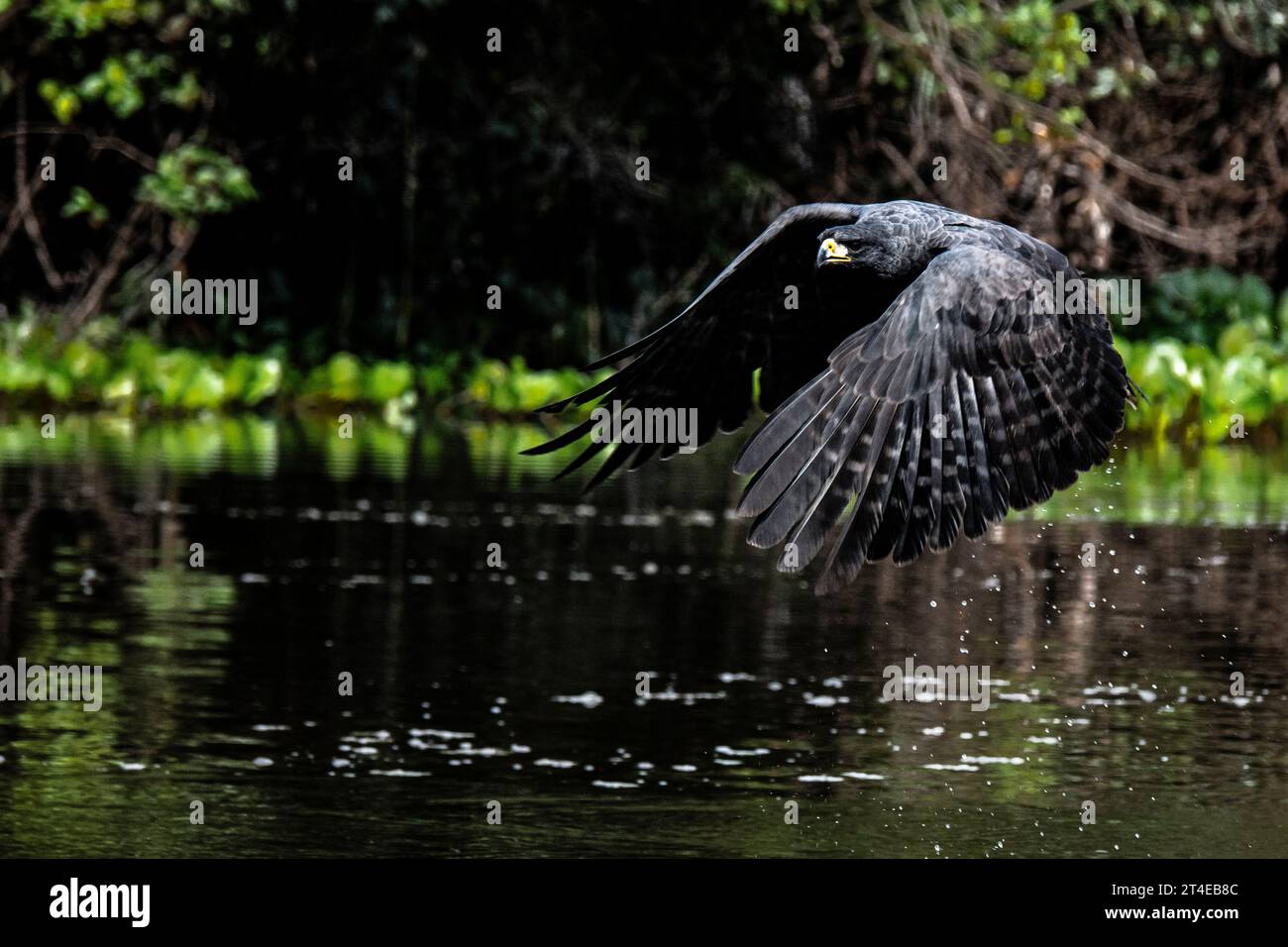 Seitenansicht eines Großen Schwarzen Falken, Buteogallus orbitinga, im Flug im Pantanal, Mato Grosso, Brasilien Stockfoto