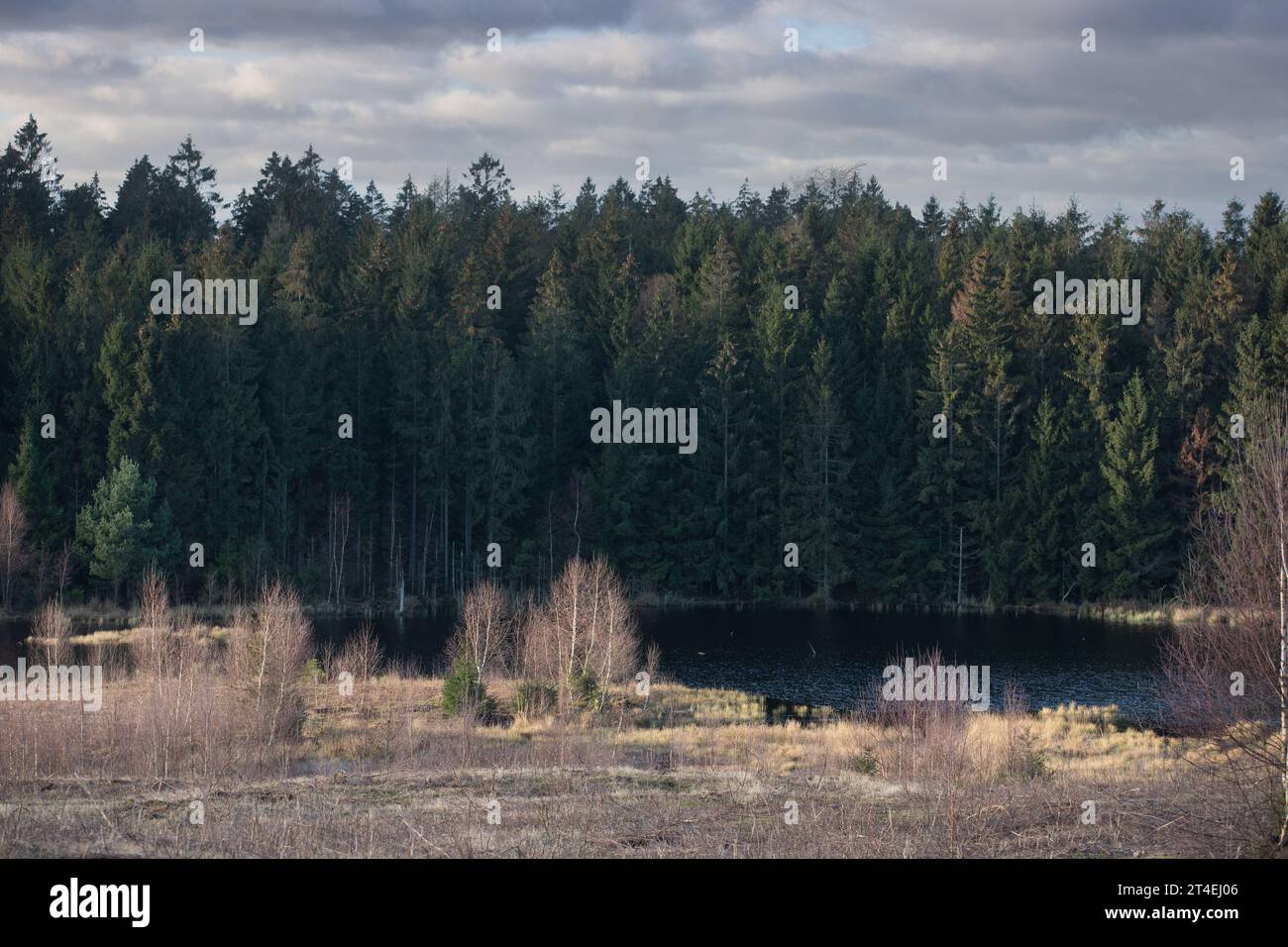 Gribskov in Dänemark bei Kagerup im Winter 2019 Stockfoto