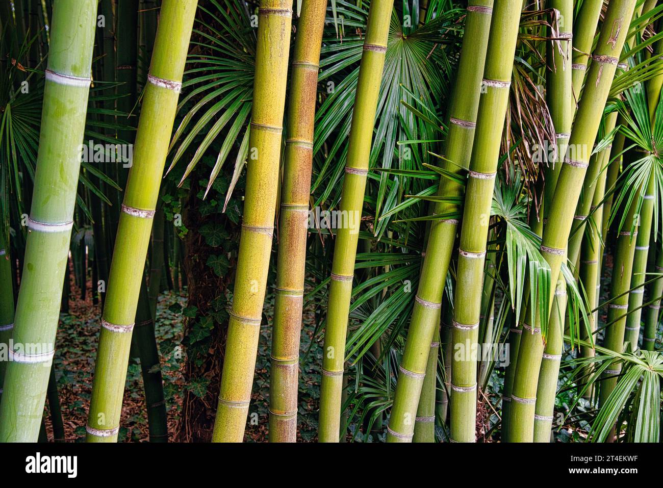 Serie sur des Tigde bambou - Serie über Bambusstiele Stockfoto