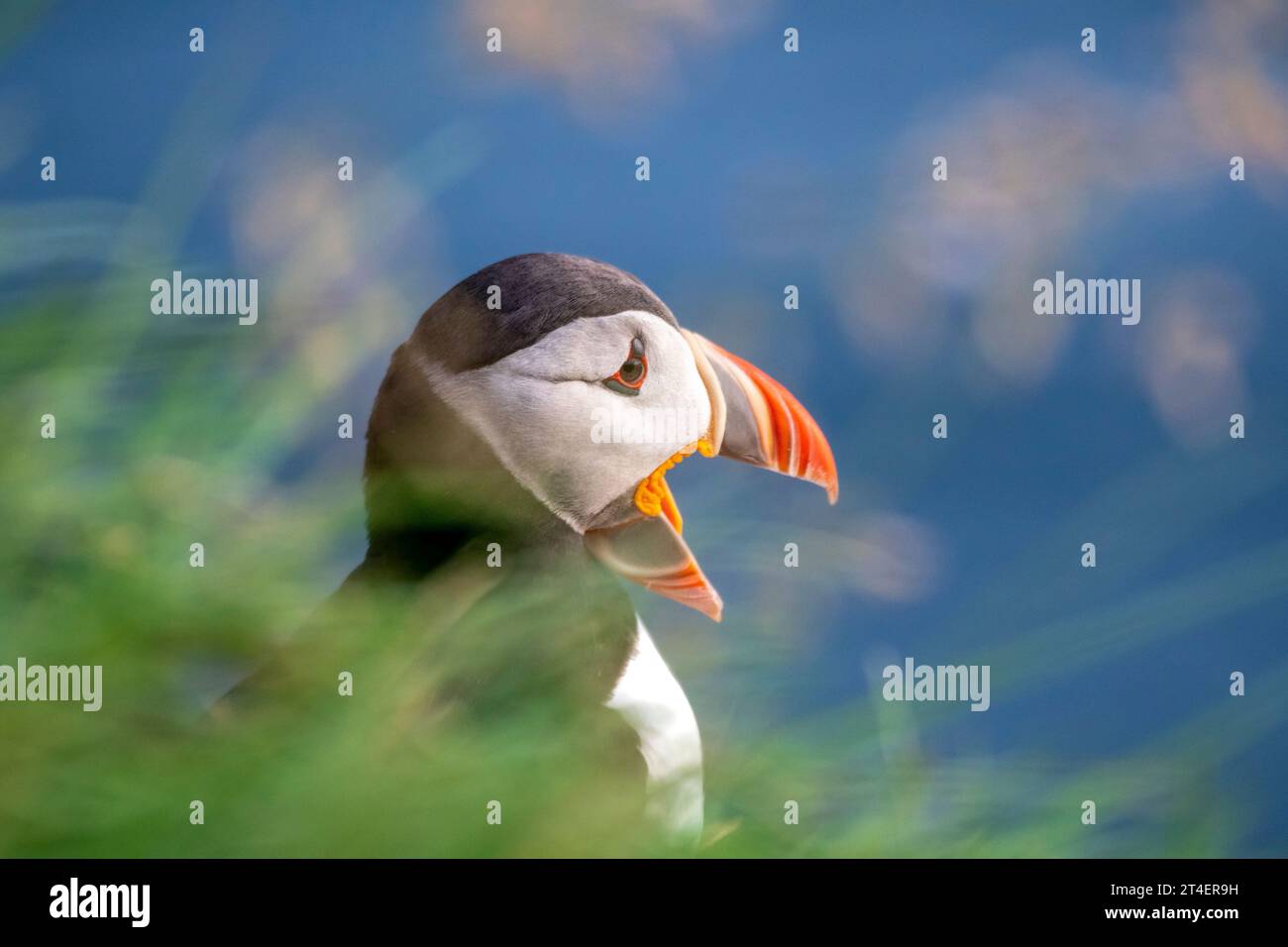 Puffin im Gras, Látrabjarg Vogelklippen, Westfjorde, Island Stockfoto