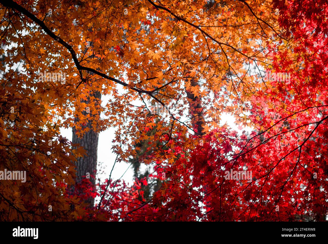 Rote und gelbe Ahornblätter. Blick auf den herbstlichen Park mit bunten Ästen Stockfoto