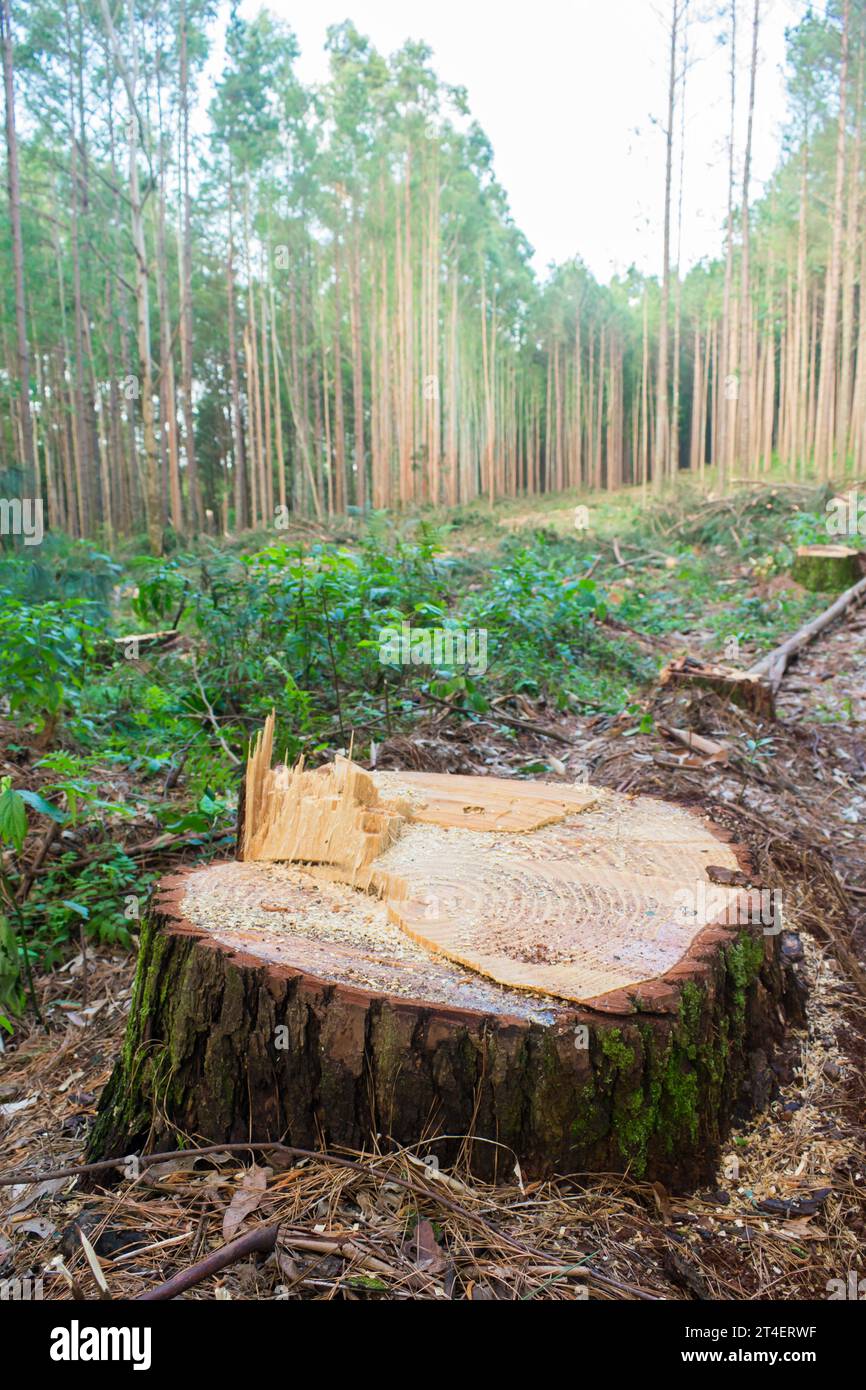 Kiefernernernte Holzschutt – Holzernte in Sao Francisco de Paula, Süden Brasiliens Stockfoto