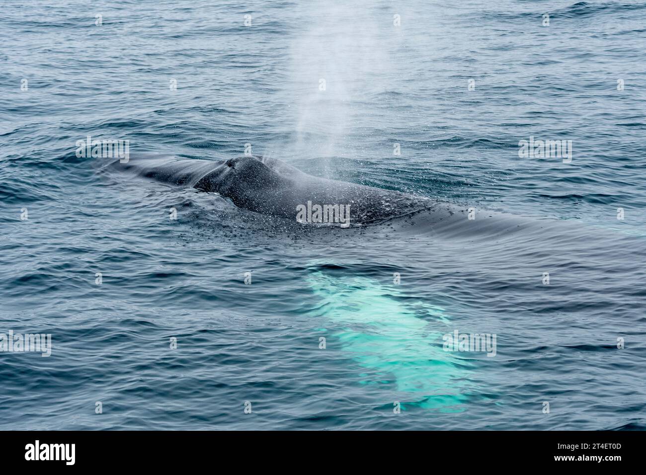 Right Whale, Húsavík, Island Stockfoto