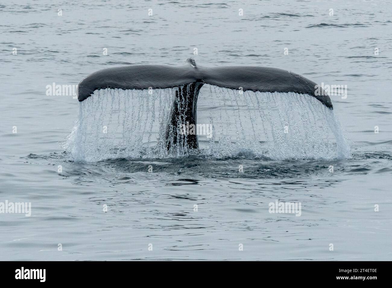 Right Whale, Húsavík, Island Stockfoto