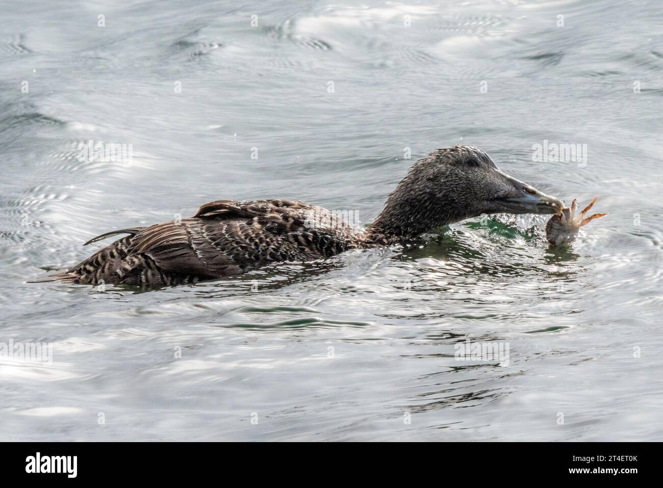 Eine Eiderente isst eine Krabbe, Island Stockfoto