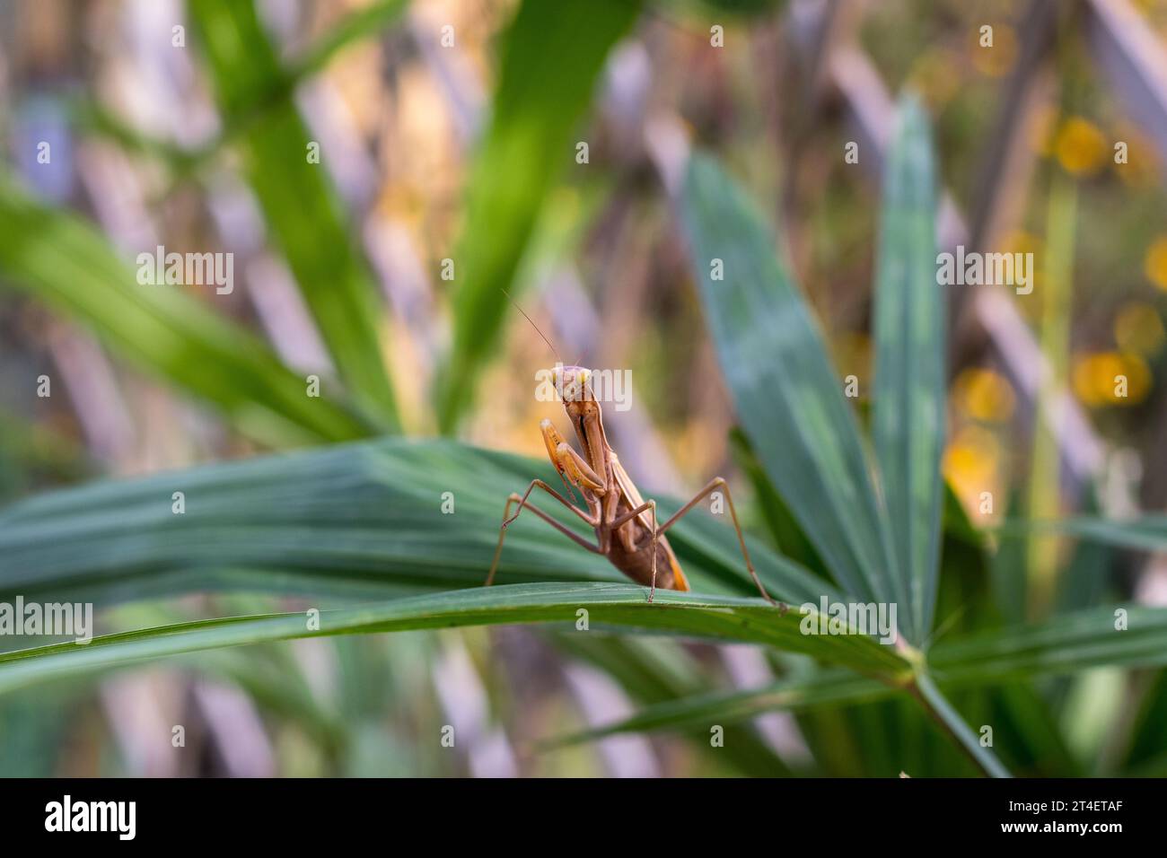 Betende Mantis auf den Blättern einer Palme. In defensiver Haltung, Anzeige der Bedrohung. Stockfoto