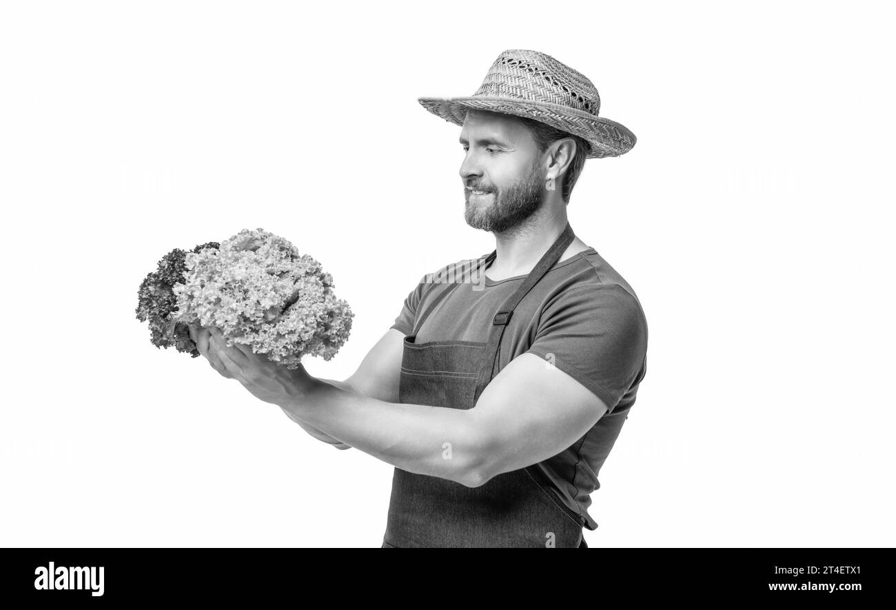 Gärtner in Schürze und Hut mit geerntetem Salatgemüse isoliert auf weiß. Stockfoto