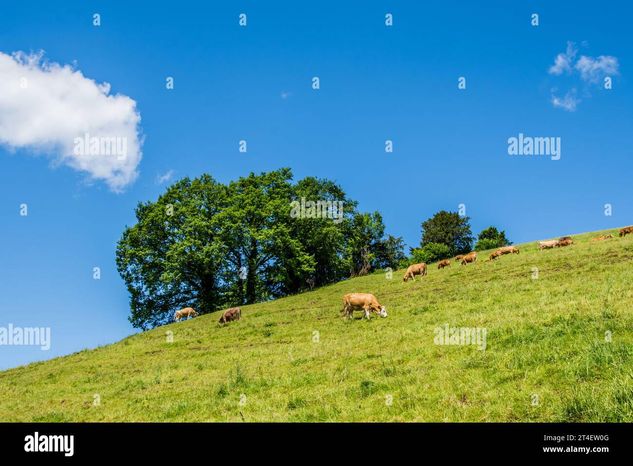 Sommerlandschaft mit Kuhweiden auf frischen grünen Almen Stockfoto