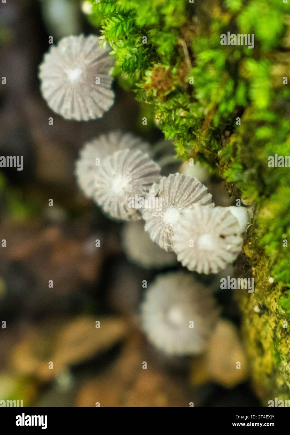 Coprinellus disseminatus, alias Fairy Inkcap Pilze in Sao Francisco de Paula, Süden Brasiliens Stockfoto