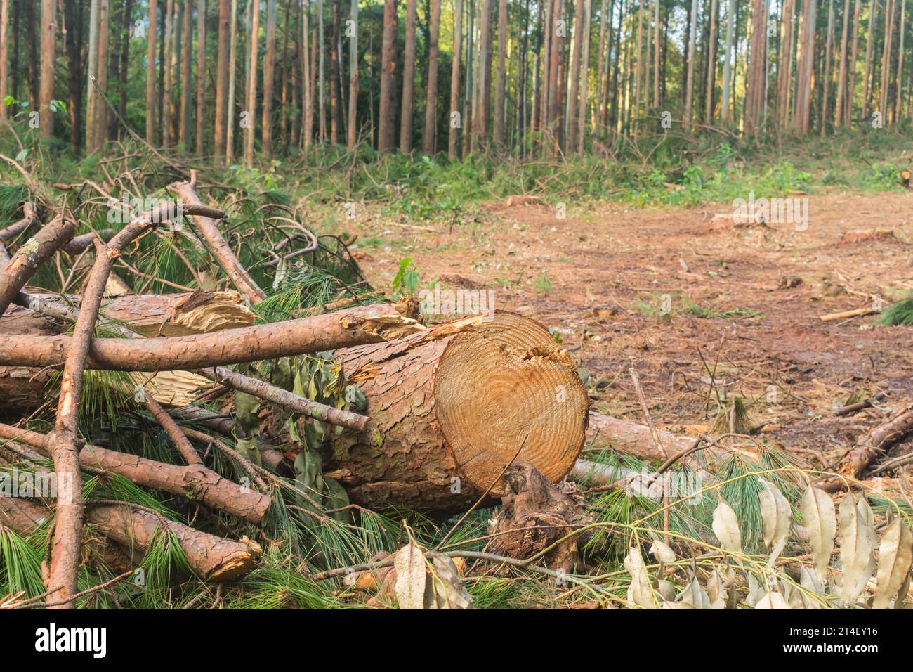 Kiefernernernte Holzschutt – Holzernte in Sao Francisco de Paula, Süden Brasiliens Stockfoto