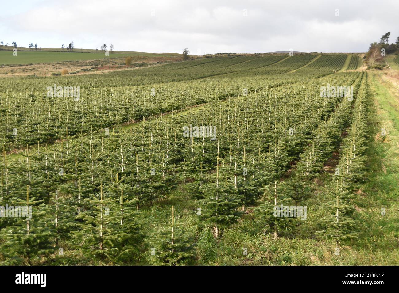 Eine Plantage junger Nordmanntannenbäume auf einem Hügel bei Brechin in Angus, Schottland. Stockfoto