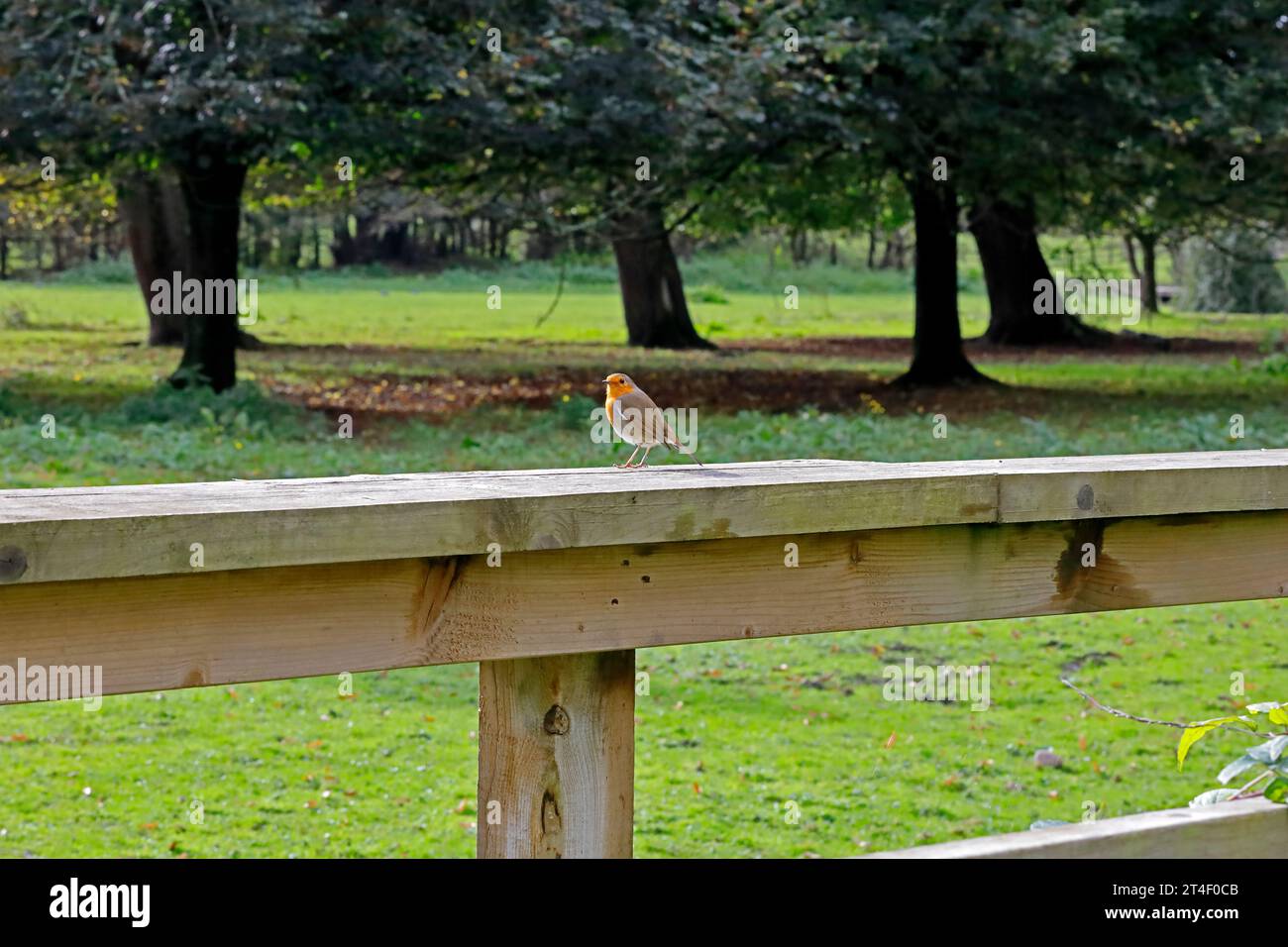 Single robin mit Beinring auf einem Holzzaun, Cardiff. Erithacus Rubecula. Vom Oktober 2023. Herbst. Stockfoto