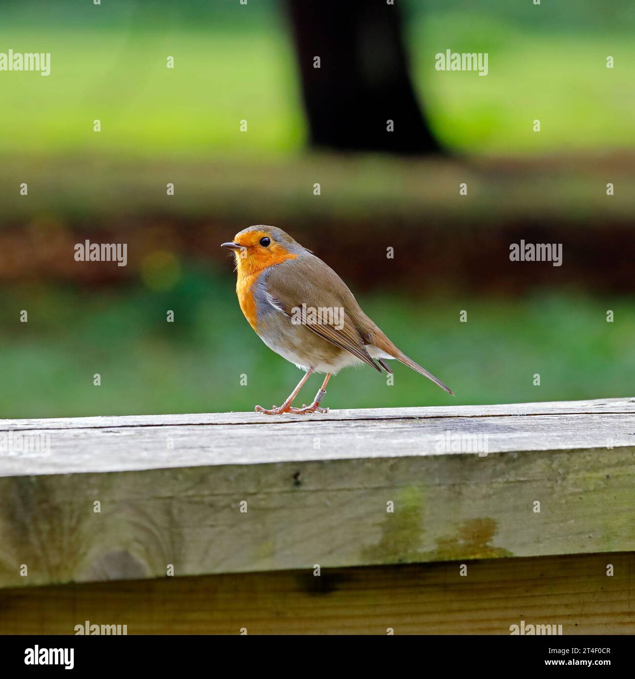 Single robin mit Beinring auf einem Holzzaun, Cardiff. Erithacus Rubecula. Vom Oktober 2023. Herbst. Stockfoto