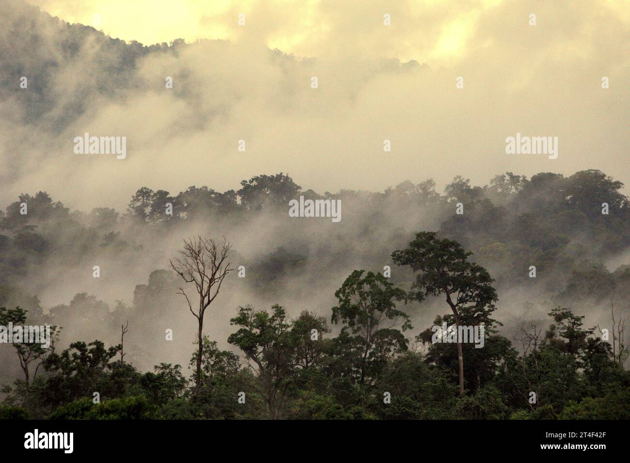 Regenwaldlandschaft am Fuße des Mount Tangkoko und Duasudara (Dua Saudara) in Nord-Sulawesi, Indonesien. Laut einem neuen Bericht der Wildlife Conservation Society werden tropische Wälder mit hoher Integrität schätzungsweise rund 3,6 Milliarden Tonnen CO2 pro Jahr (netto) aus der Atmosphäre entfernen und speichern. Der Wald und die Tierarten, die ihn unterstützen, sind jedoch bedroht. „Zwischen 2012 und 2020 stiegen die Temperaturen im Wald um bis zu 0,2 Grad Celsius pro Jahr an, und der Fruchtreichtum insgesamt ging um 1 Prozent pro Jahr zurück“, schrieb ein Team von Wissenschaftlern unter der Leitung von Marine Joly. Stockfoto