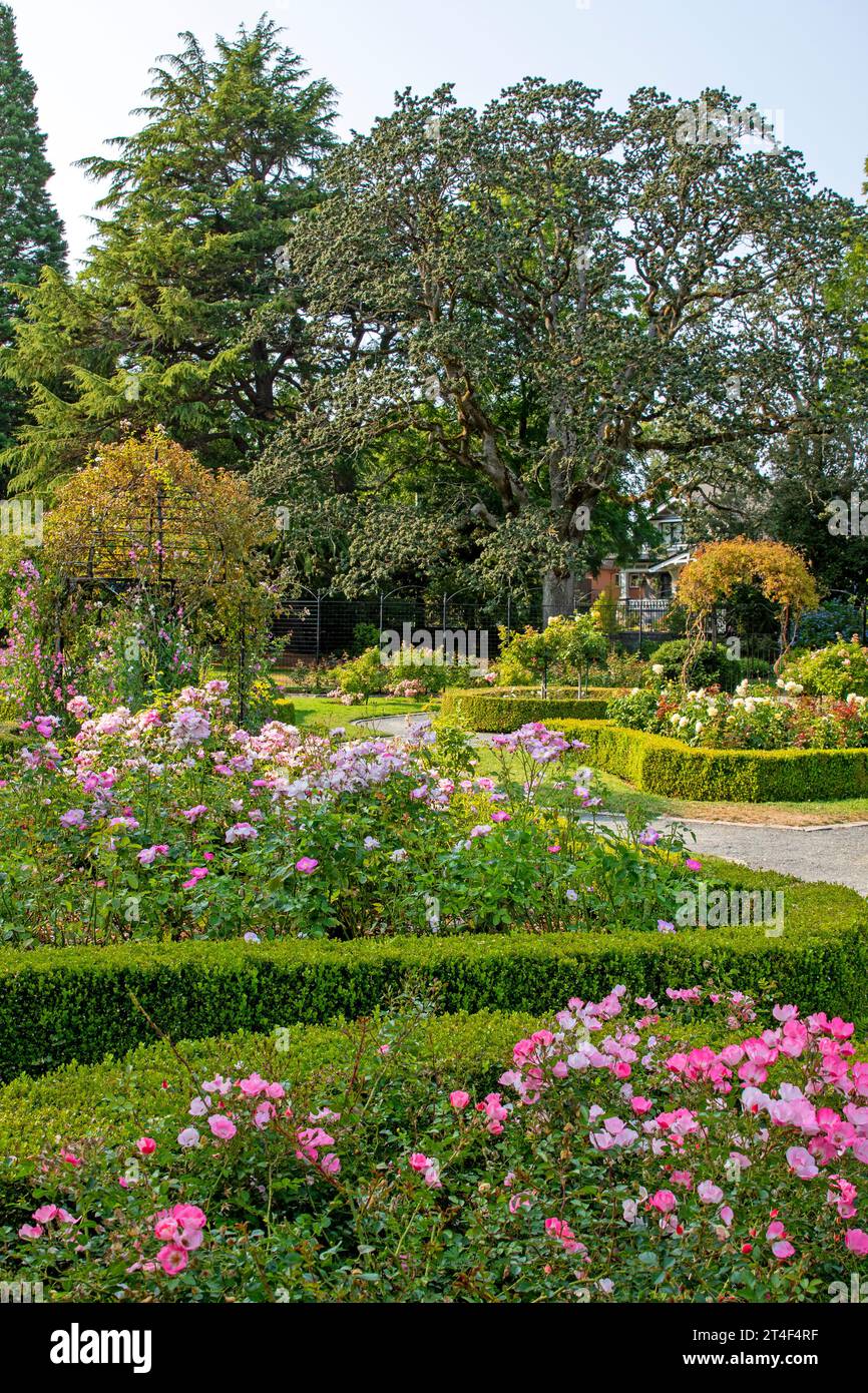 Der viktorianische Rosengarten im Government House, Victoria, Vancouver Island Stockfoto