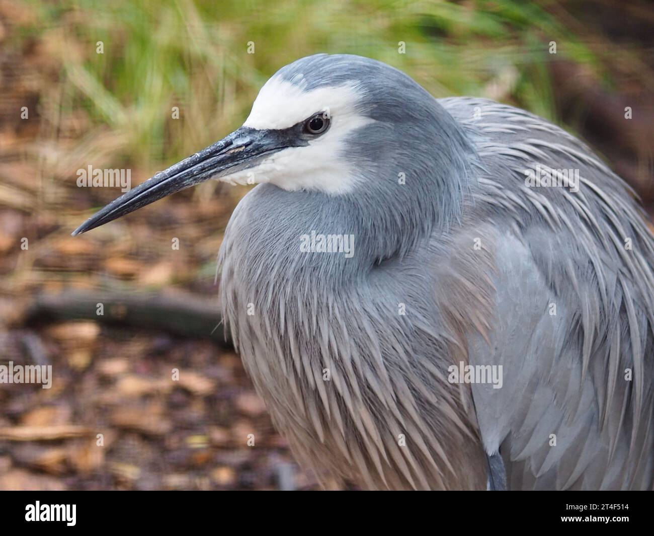 Eleganter, weißer Reiher mit scharfen Augen und raffiniertem Gefieder. Stockfoto