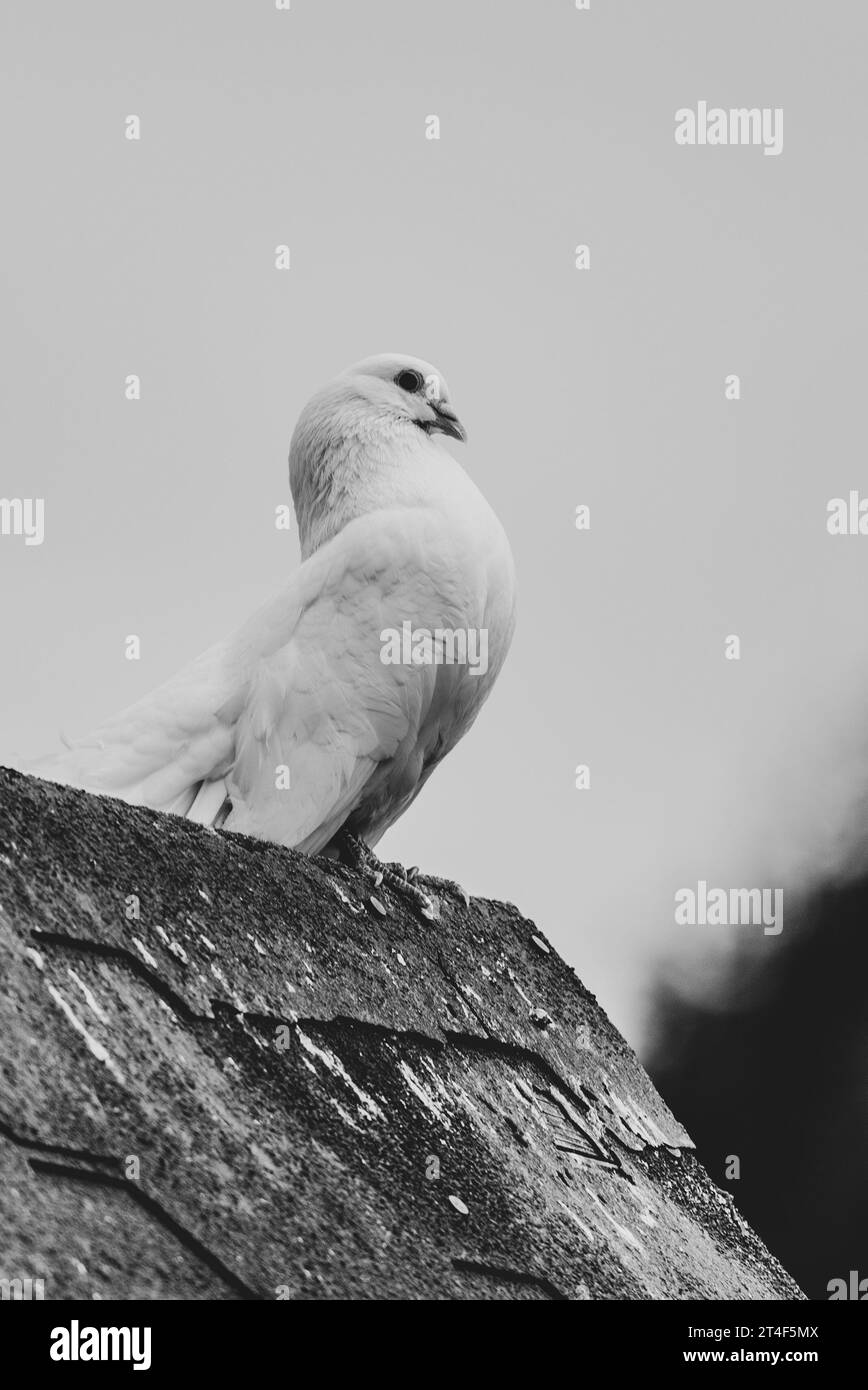 Weißer Taubenvogel, der auf dem Dach der Farm sitzt. Schwarzweiß-Fotografie. Stockfoto